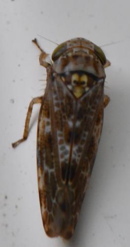 Allygus mixtus